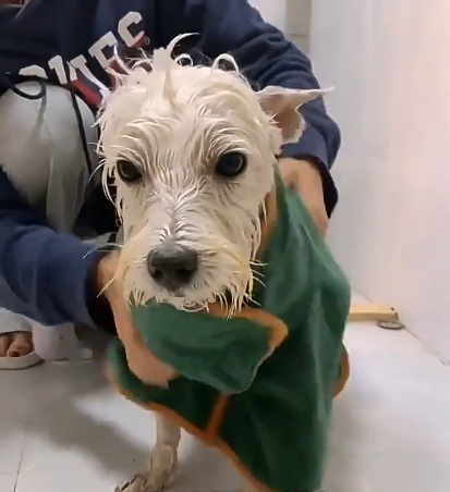 NoblePaw Pet Bathrobe